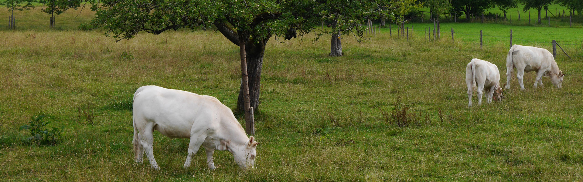Headerbild Höslwang 009